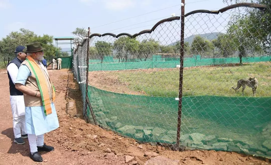 Cheetahs back on Indian soil after 70 years: Modi Cheetahs back on Indian soil after 70 years: Modi