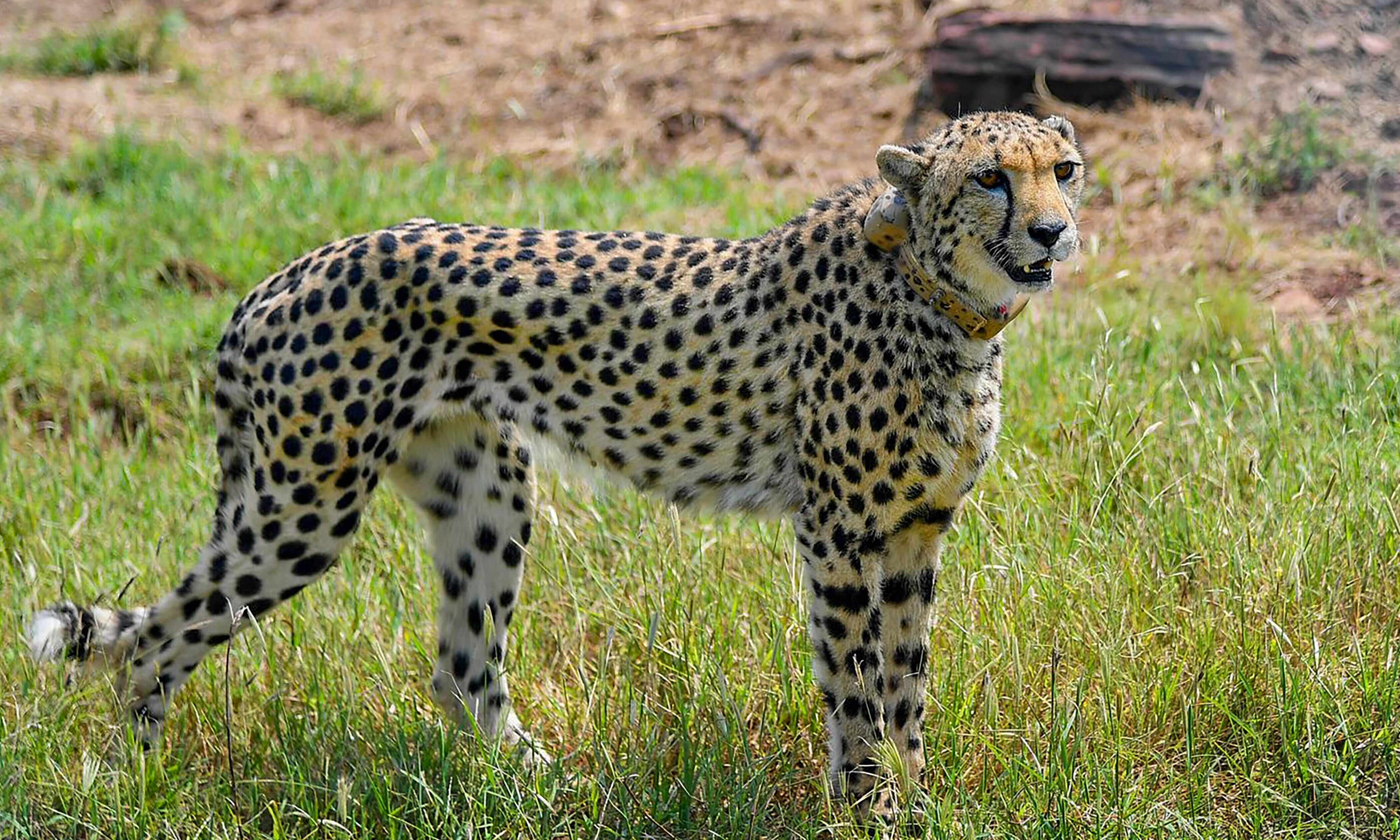 Cheetahs at KNP: Villagers fear land acquisition, human-animal conflict