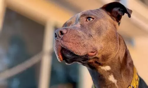 Dogs allegedly set on man by Meghalaya Police, lawyer files complaint