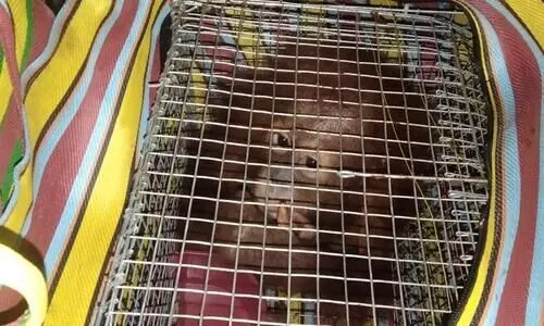 Two suspected Orangutans rescued from Assam-Mizoram interstate border