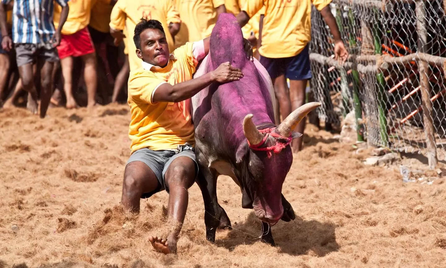 SC to hear on November 22 pleas against bull-taming sport Jallikattu SC to hear on November 22 pleas against bull-taming sport Jallikattu