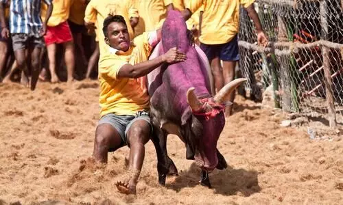 SC to hear on November 22 pleas against bull-taming sport Jallikattu