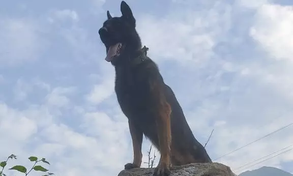 Army dog Zoom who helped kill two terrorists in Kashmir critical injured Army dog Zoom who helped kill two terrorists in Kashmir critical injured