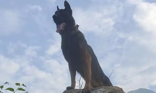 Army dog Zoom who helped kill two terrorists in Kashmir critical injured