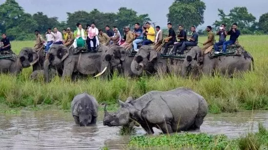 How to book tickets online for availing safari in Kaziranga National Park