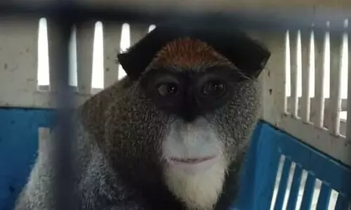 13 exotic monkeys recovered in Cachar