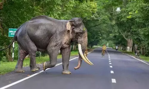 Wildlife Crime Control Bureau launches probe into illegal elephant trade from Northeast