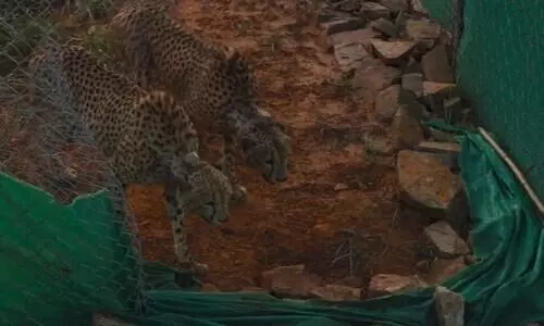 High density of leopards at Kuno park matter of concern for cheetahs but both can co-exist: South African expert