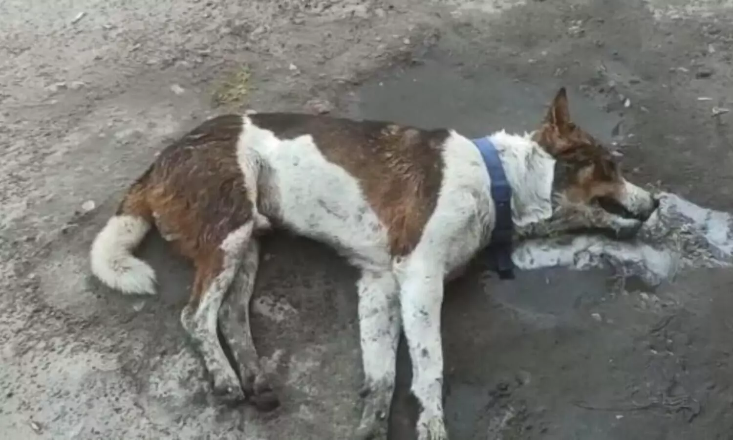 16 stray dogs poisoned to death in Sorbhog; animal lovers demand justice