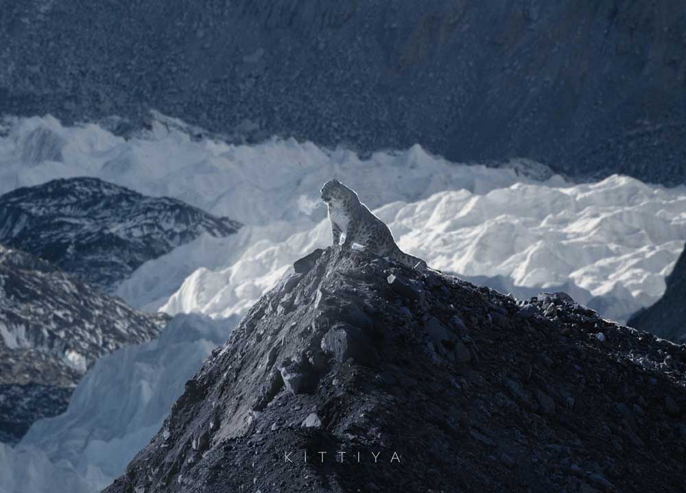 Spectacular images of snow leopard in the Himalayas mesmerises internet