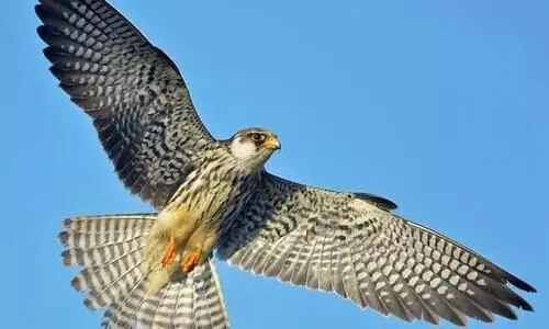 Manipur gearing up for Amur Falcon Festival at Tamenglong