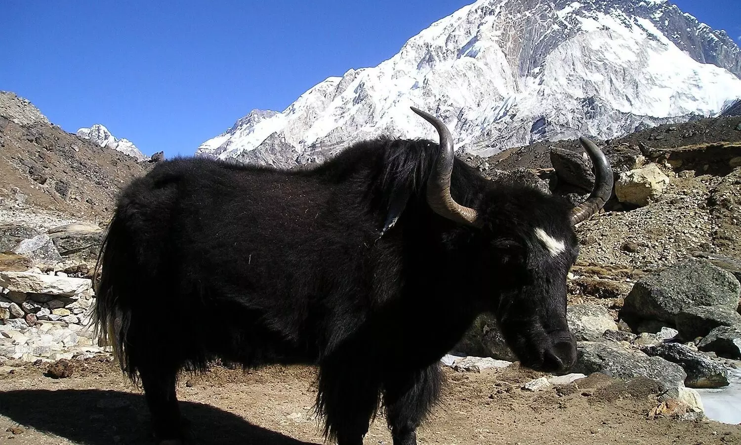 FSSAI approves Yak as a food animal: Official
