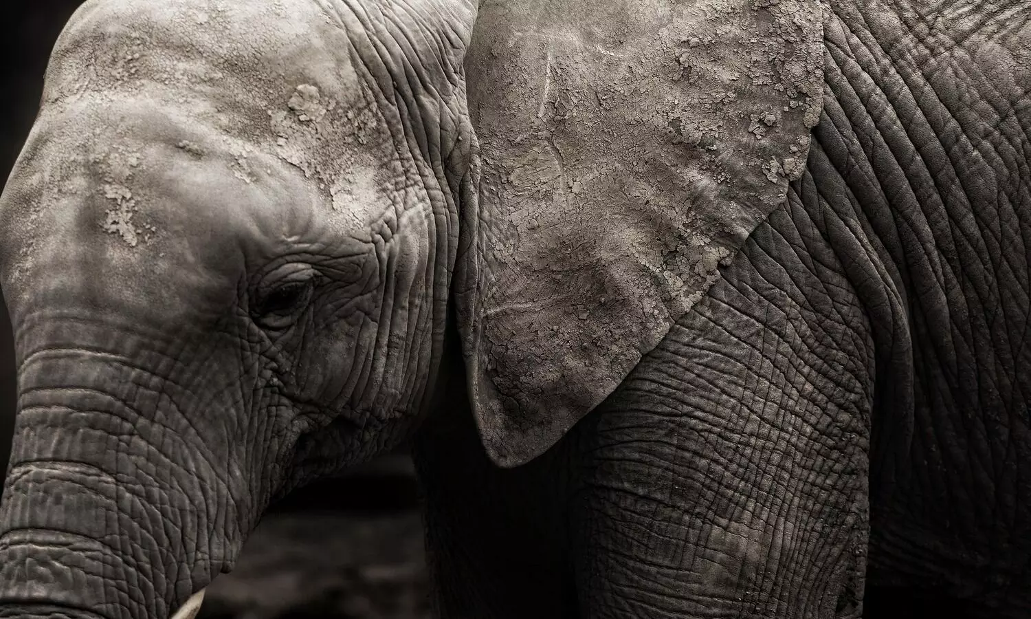 Baby jumbo dies after falling into well in Assam