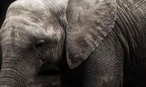 Assam: 3 elephants electrocuted to death in Rani