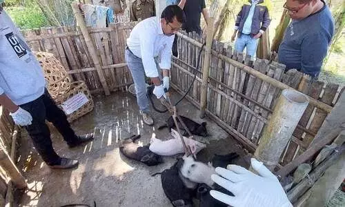 Infected pigs under SPMRM scheme culled in Dhakuwakhona