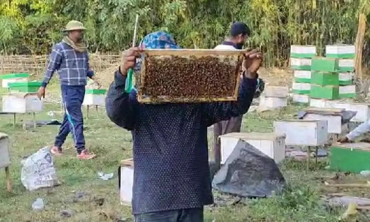 Apiculture turns out to be a profitable business for Bajali youths