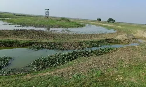 Vanishing green cover means a lesser number of migratory birds to Panidihing Bird Sanctuary