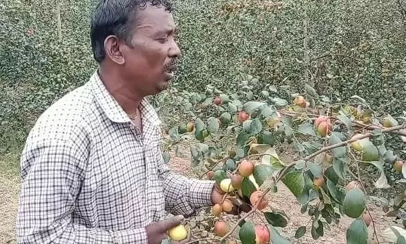 Apple Ber adds sweetness to this Tripura farmers life Apple Ber adds sweetness to this Tripura farmers life