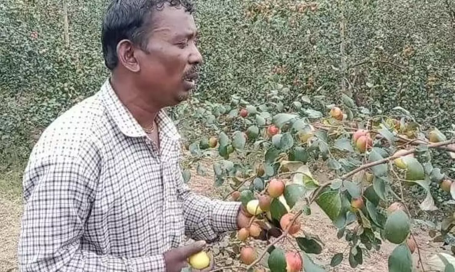 Apple Ber adds sweetness to this Tripura farmers life