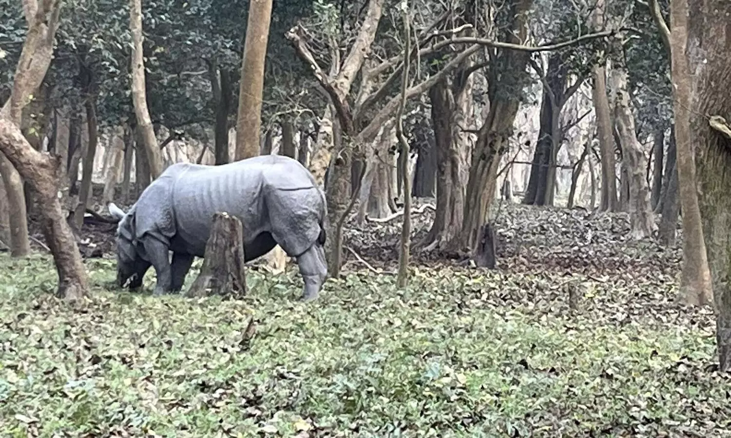 Enquiry ordered into flouting of rules by Assam officers in Pobitora