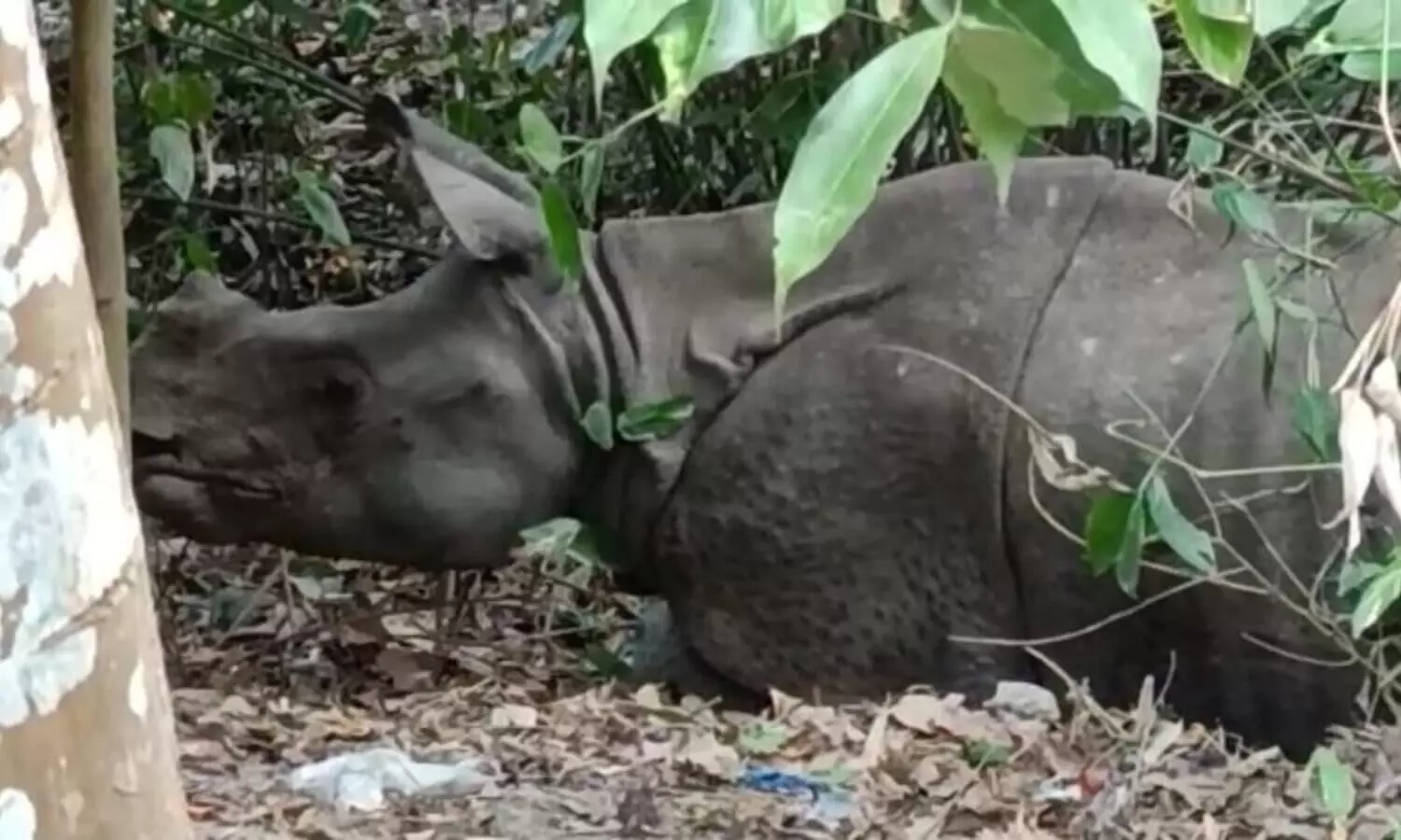 Rhino returns to forest cleared of encroachment in Assam