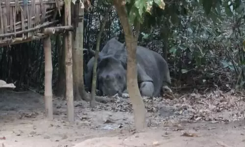 One injured in rhino attack at Lakhimpur