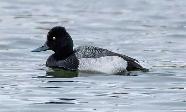 Manipur: After over 90 yrs, rare species of duck resurface at Loktak Lake Manipur: After over 90 yrs, rare species of duck resurface at Loktak Lake
