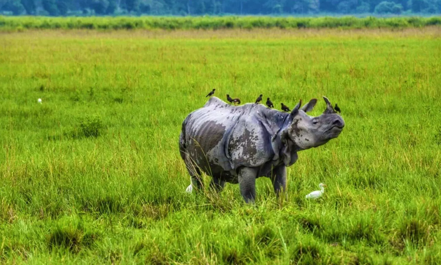 Kaziranga National Park to open for tourists from Feb 4
