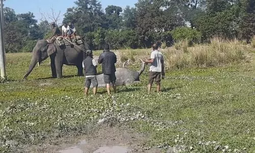 Tourists injured during elephant safari at Kaziranga National Park in Assam