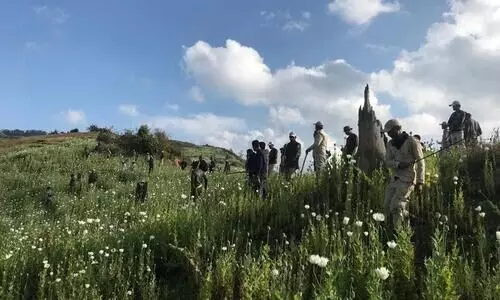 Huge areas of illegal poppy cultivation destroyed in Manipur
