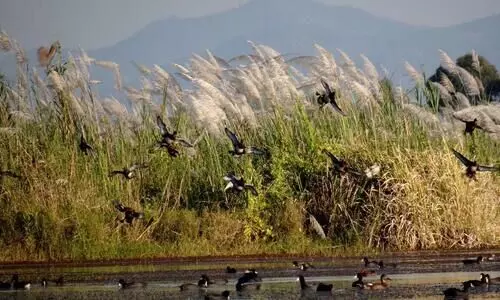 Population of migratory ducks, geese dwindles in largest freshwater lake in NE