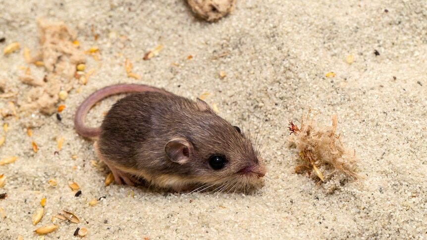 Tiny California mouse wins Guinness award for longevity