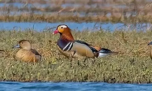 Manipur: Rarely spotted Mandarin duck sighted at Lamphelpat