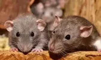 Rats gnaw at ganja in Kerala court; will the culprit get away? Rats gnaw at ganja in Kerala court; will the culprit get away?