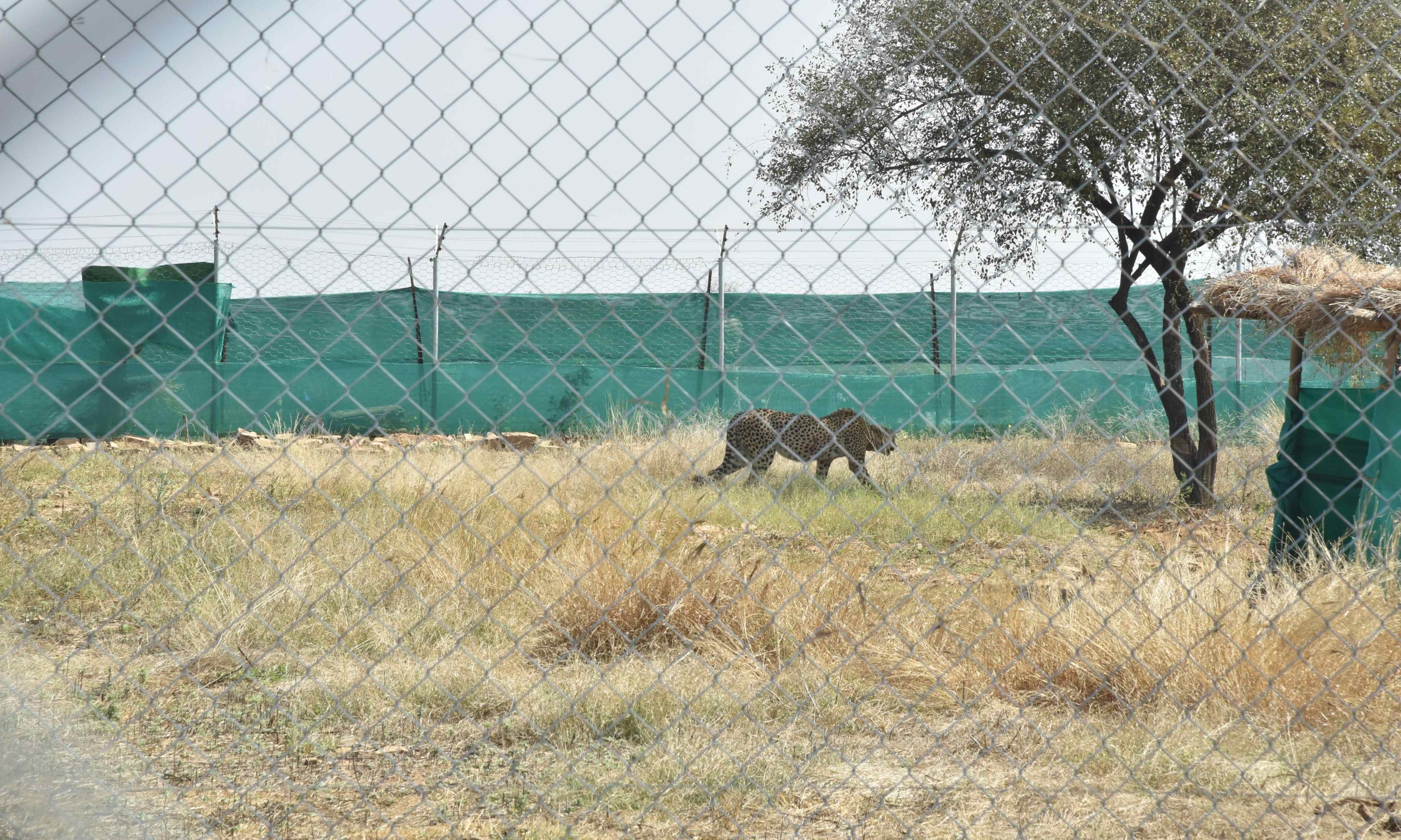 MP 12 cheetahs from South Africa released into quarantine enclosures