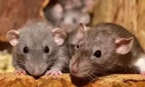 Rats gnaw at ganja in Kerala court; will the culprit get away?