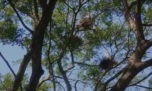 How residents of Raha are protecting the endangered lesser adjutant birds