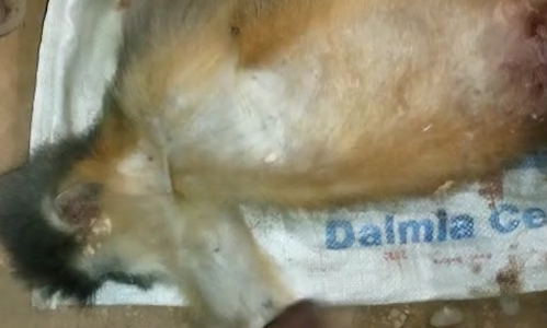 Cachar: Capped langur shot dead in Digarkhal area