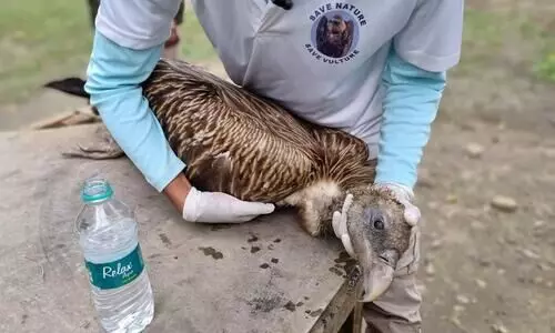 Lakhimpur: Six vultures found dead in Dhakuakhana