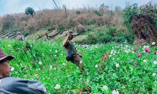 Arunachal: 27.5 acres of illicit opium plantations destroyed in Lazu