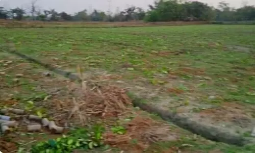 Miscreants vandalise tea plantation in Lakhimpur