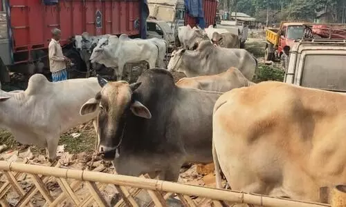Hailakandi: Police recover 16 Burmese cows, 2 arrested