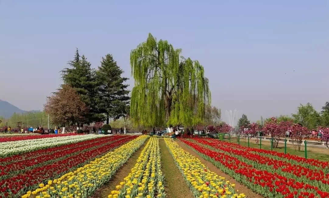 Asias largest tulip garden in Kashmir ready to welcome visitors from March 19 Asias largest tulip garden in Kashmir ready to welcome visitors from March 19