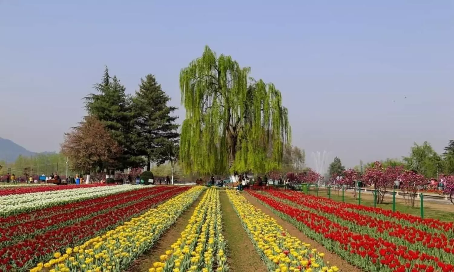 Asias largest tulip garden in Kashmir ready to welcome visitors from March 19