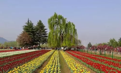 Asias largest tulip garden in Kashmir ready to welcome visitors from March 19