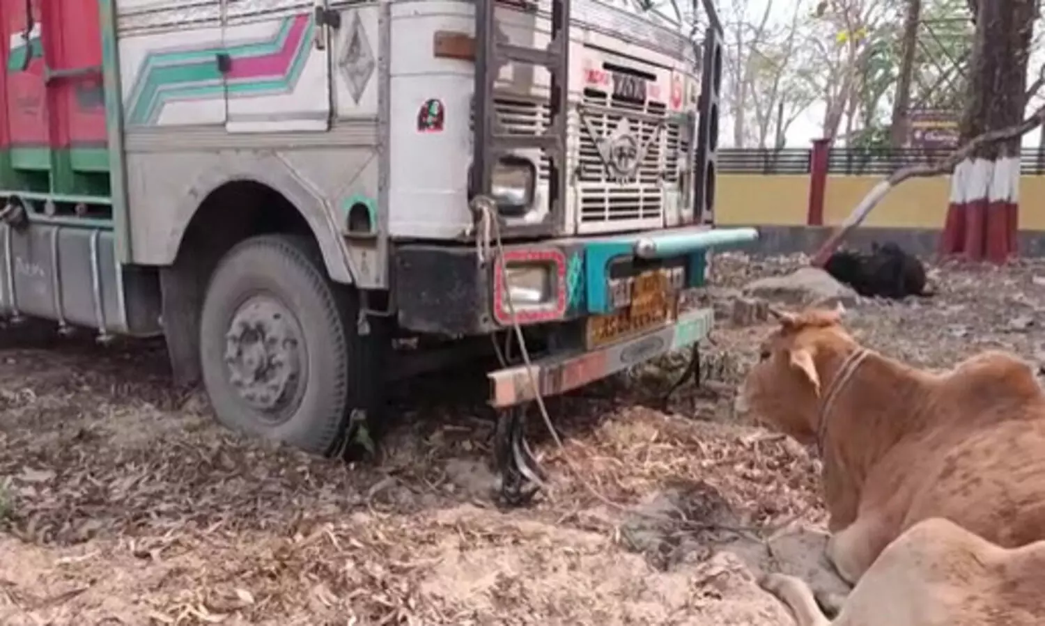 Biswanath Chariali: 21 cattle seized from alleged smugglers