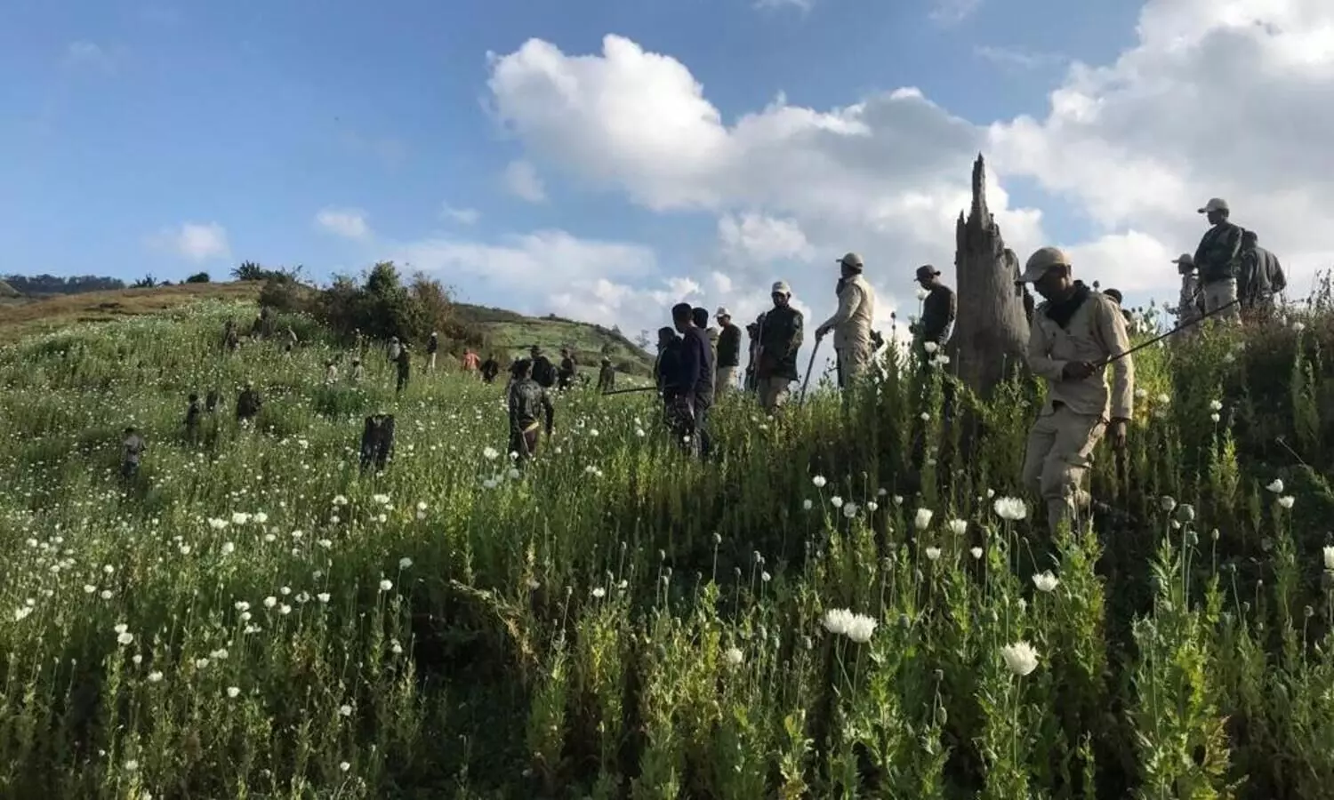 Manipur CM appeals against poppy plantation, illegal drug business