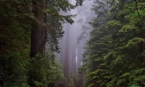 Two new plant species discovered in southwestern China