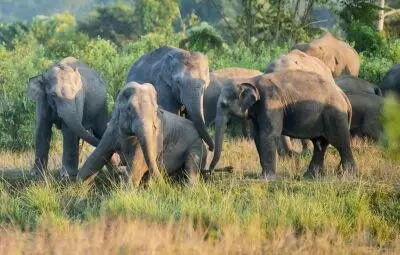 Assam: Conflicts claim lives of 80 elephants, 70 humans every year Assam: Conflicts claim lives of 80 elephants, 70 humans every year