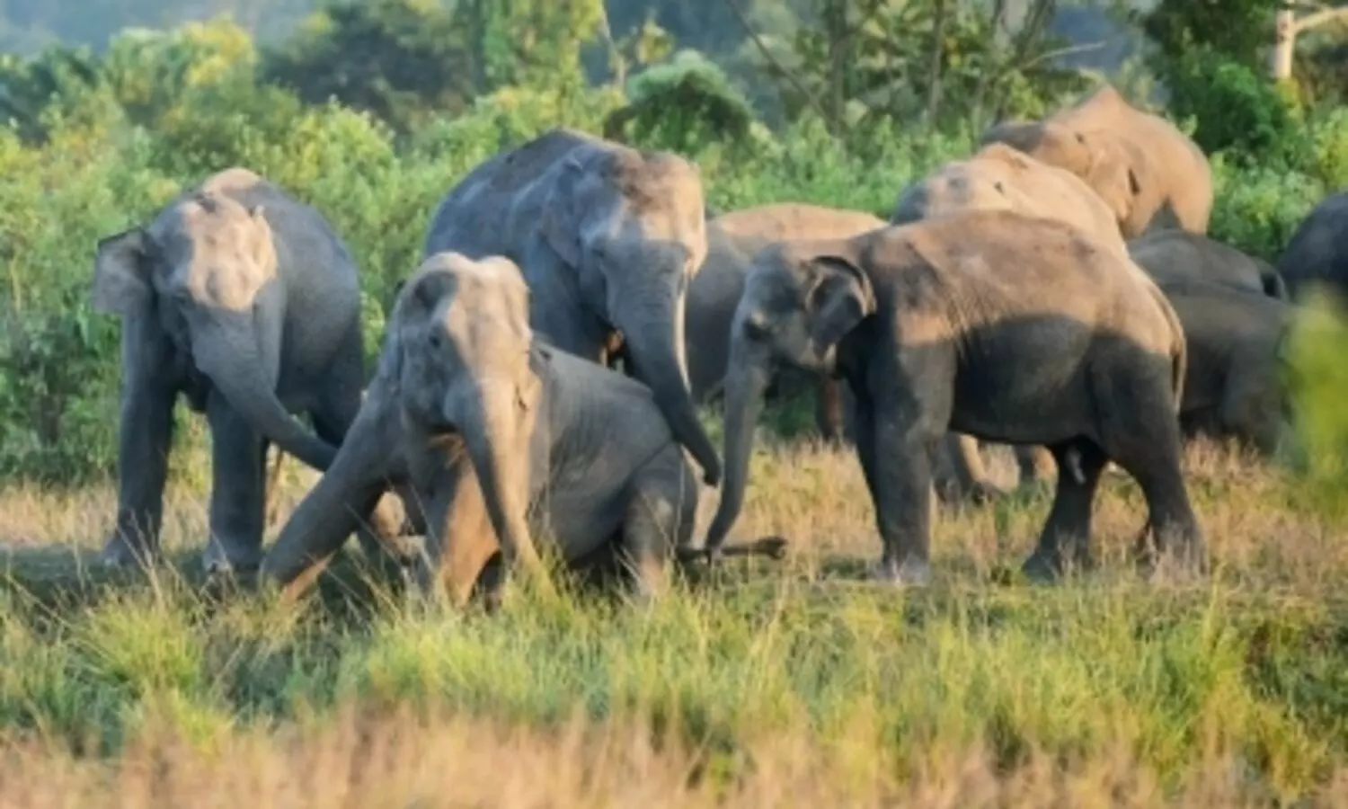 Assam: Conflicts claim lives of 80 elephants, 70 humans every year